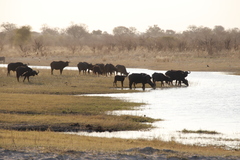 Syncerus caffer caffer