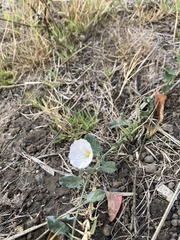 Calystegia subacaulis