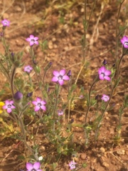 Gilia laciniata