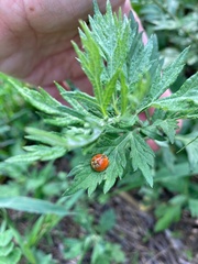 Hesperomyces harmoniae