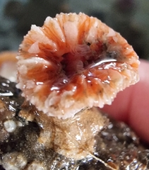 Caryophyllia smithii