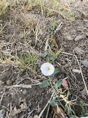 Calystegia subacaulis