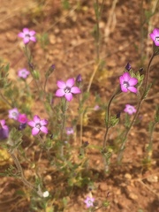 Gilia laciniata