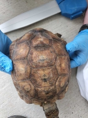 Gopherus berlandieri