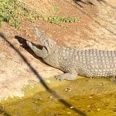 Crocodylia