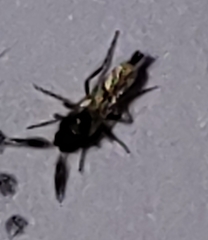 Chironomoidea