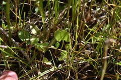 Halerpestes cymbalaria