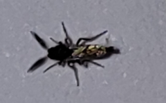 Chironomoidea