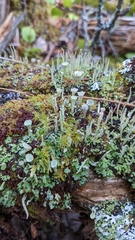 Cladonia chlorophaea
