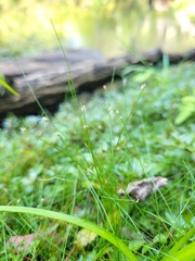 Eleocharis acicularis