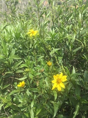 Flourensia thurifera