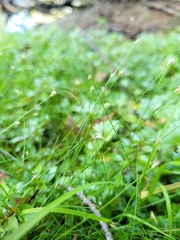 Eleocharis acicularis