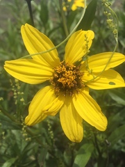 Flourensia thurifera