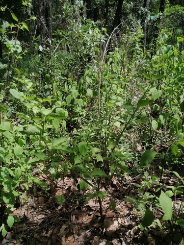 Image of Jaltomata procumbens by (c) Erick Vélez Sánchez, some rights reserved (CC BY)