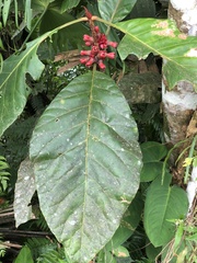 Pentagonia