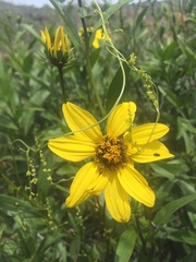 Flourensia thurifera