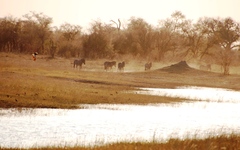 Equus quagga chapmani