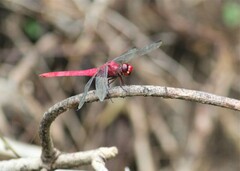 Orthemis discolor