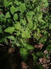 Jaltomata procumbens