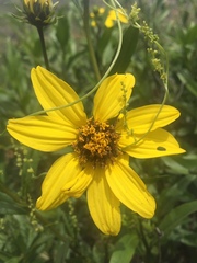 Flourensia thurifera