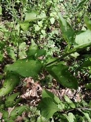 Jaltomata procumbens