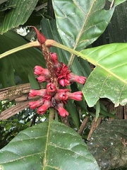 Pentagonia