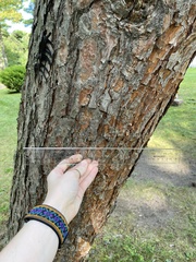 Pinus