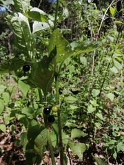 Jaltomata procumbens
