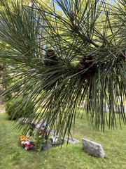 Pinus