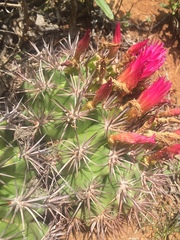 Eriosyce castanea