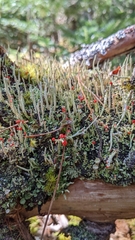 Cladonia macilenta