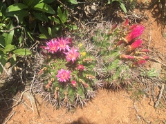 Eriosyce castanea