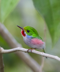 Todus multicolor