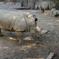 Rhinocerotidae