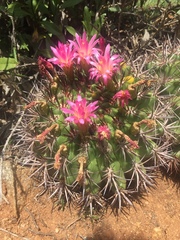 Eriosyce castanea