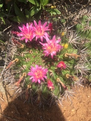 Eriosyce castanea