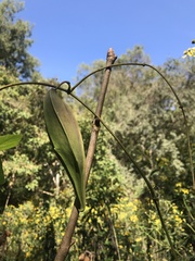 Gonolobus suberosus