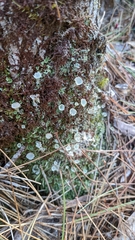 Cladonia chlorophaea