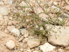 Spergularia diandra