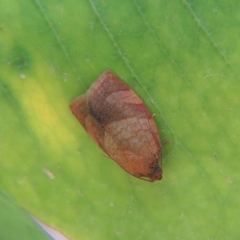 Cacoecimorpha pronubana