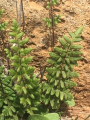 Cheilanthes hypoleuca