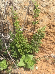 Cheilanthes hypoleuca