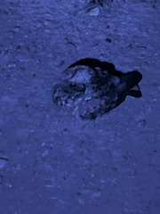 Phalaenoptilus nuttallii