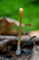 Macrotyphula fistulosa