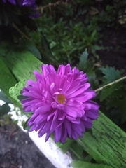 Chrysanthemum morifolium