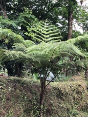 Cibotium glaucum