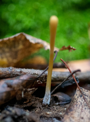 Macrotyphula fistulosa