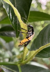 Chauliognathus tripartitus