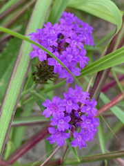 Verbena rigida