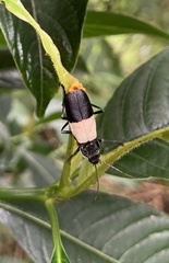 Chauliognathus tripartitus